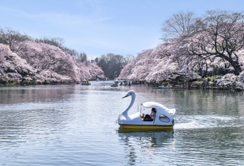 井の頭恩賜公園イメージ①