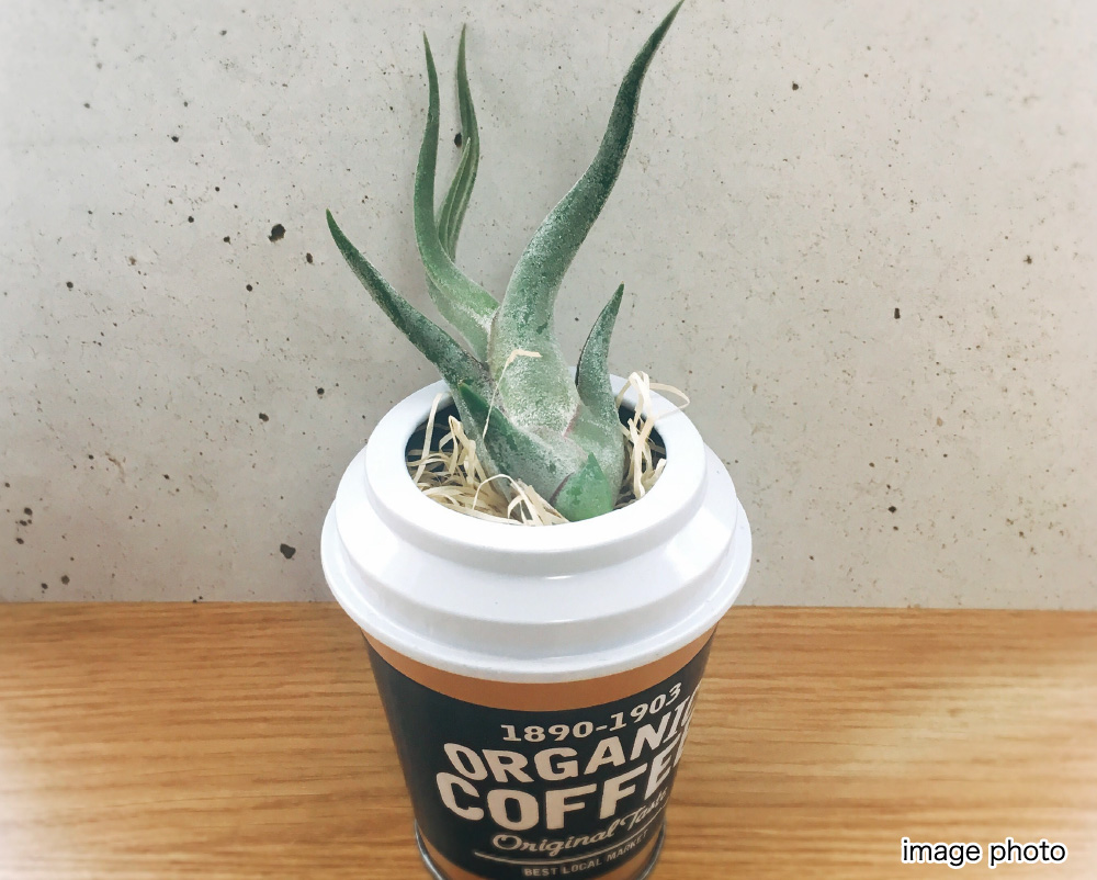 コンパクトなエアプランツイメージ