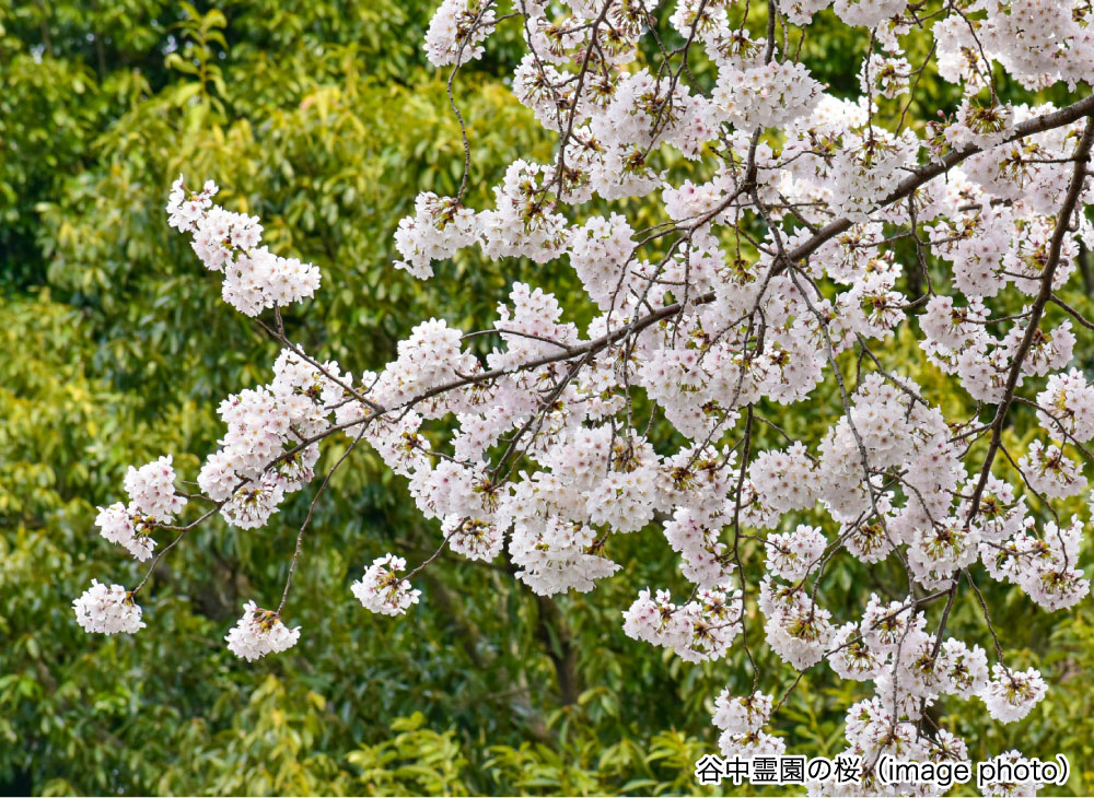 谷中霊園の桜（Image photo）