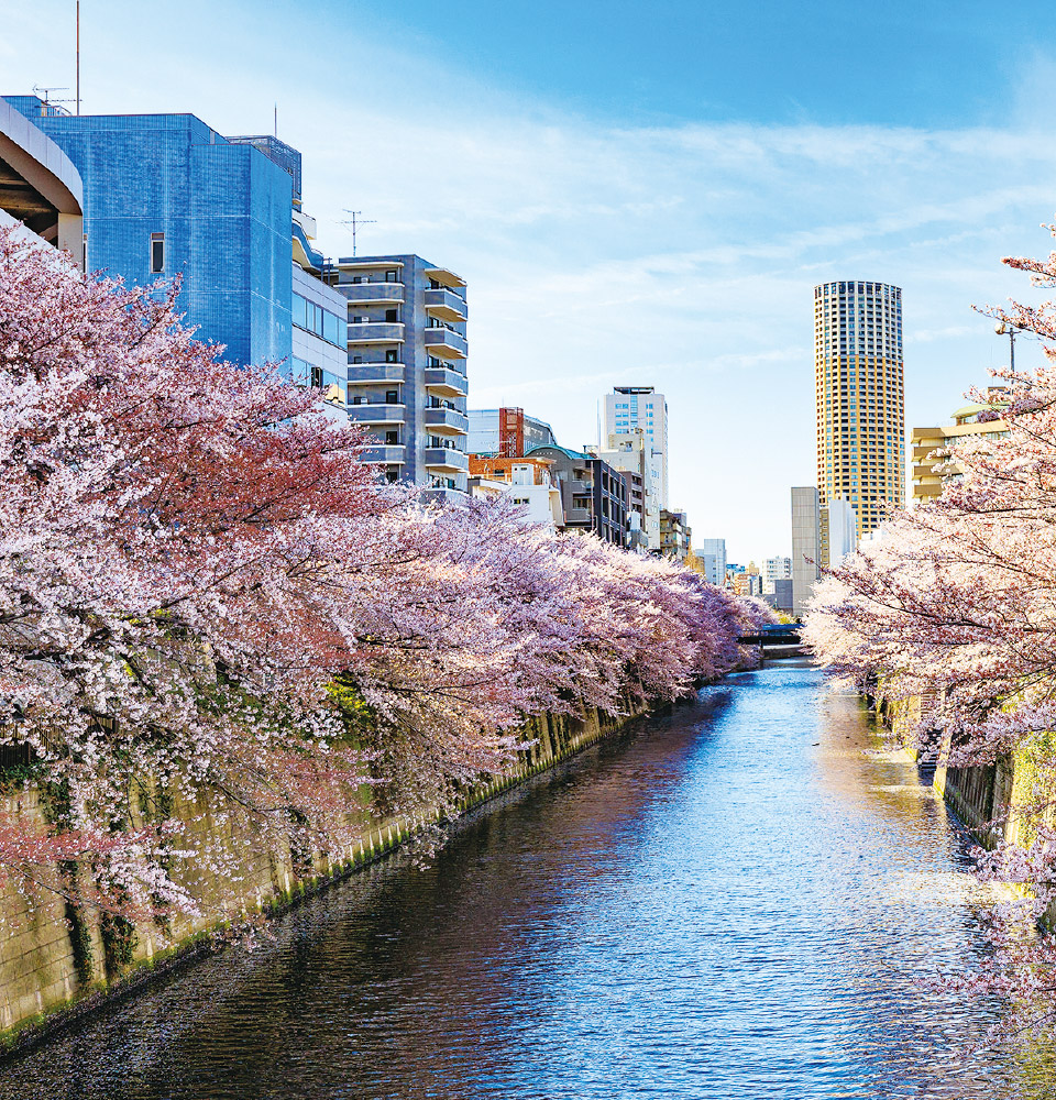 目黒川の桜並木